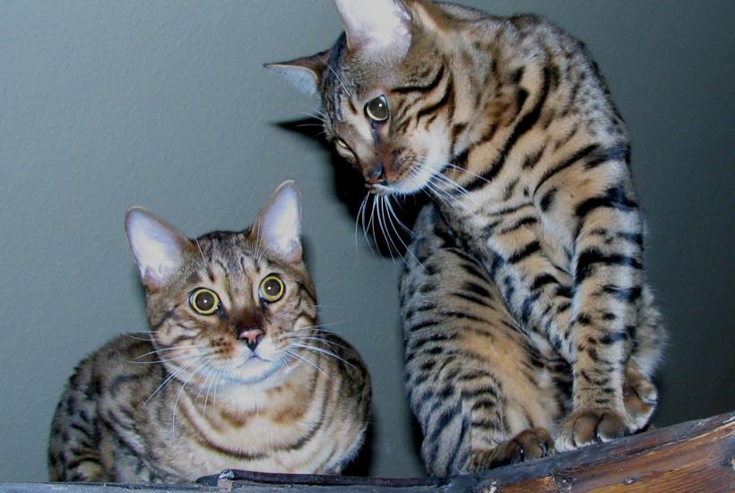 Бенгальская кошка Бенгальская кошка