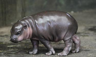 Карликовый бегемот оказался в 10 раз меньше обычного — The Guardian
