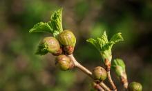 Куст жив, но мёртв внутри: что делать, если почковый клещ превращает смородину в пустышку