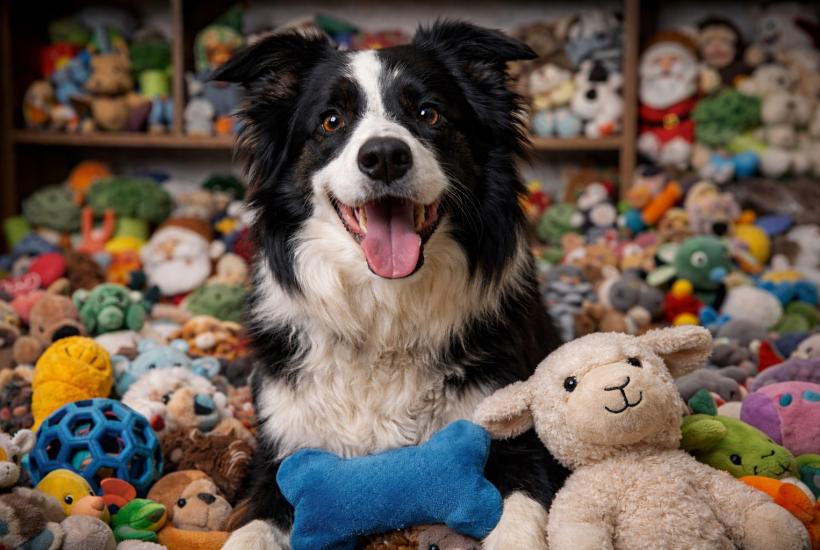 Собака бордер-колли и игрушки