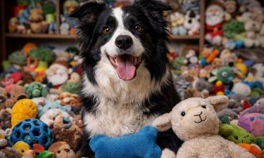 Бордер-колли из Британии распознаёт названия 221 игрушки — Daily Mail