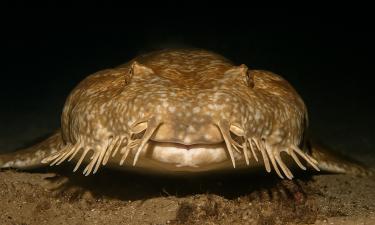 Океанский призрак с бородой: существо, что живёт между иллюзией и реальностью