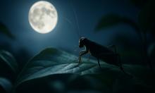 Обратная сторона Луны преподнесла сюрприз: под поверхностью скрывался горячий гигант из прошлого