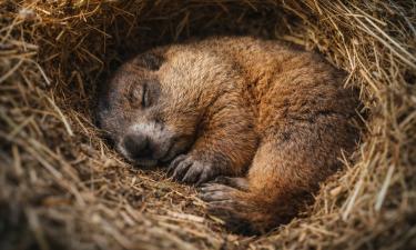 Сурок молчит — мороз держится: в Ленобласти рухнула самая устойчивая зимняя традиция