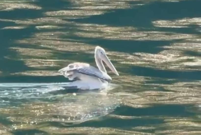 Пеликан в одном из озер курорта Роза Хутор