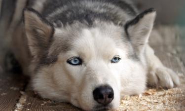 Собаки во сне проживают эмоции и события прошедшего дня