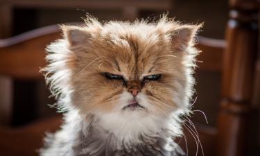 Пылесос, фен и блендер раздражают кошек из-за гула и вибраций — To Pet Mou