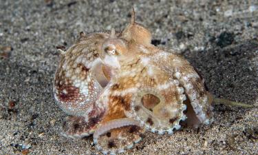 Он маскируется под мусор и атакует внезапно — один из самых хитрых хищников океана