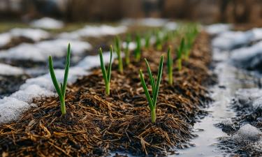 Блестящие вилки снижают интерес птиц к грядкам — садовод Ричард Баркер