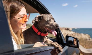 Признаки перегрева у собак и что делать — советы ветеринара Далмы Шюц