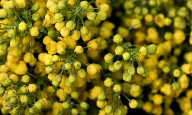 Белая горчица разрыхляет плотную почву без перекопки