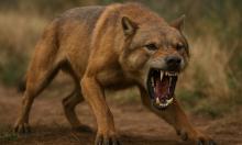 Борофагины вымерли около 2,5 млн лет назад, уступив экологические ниши кошкам