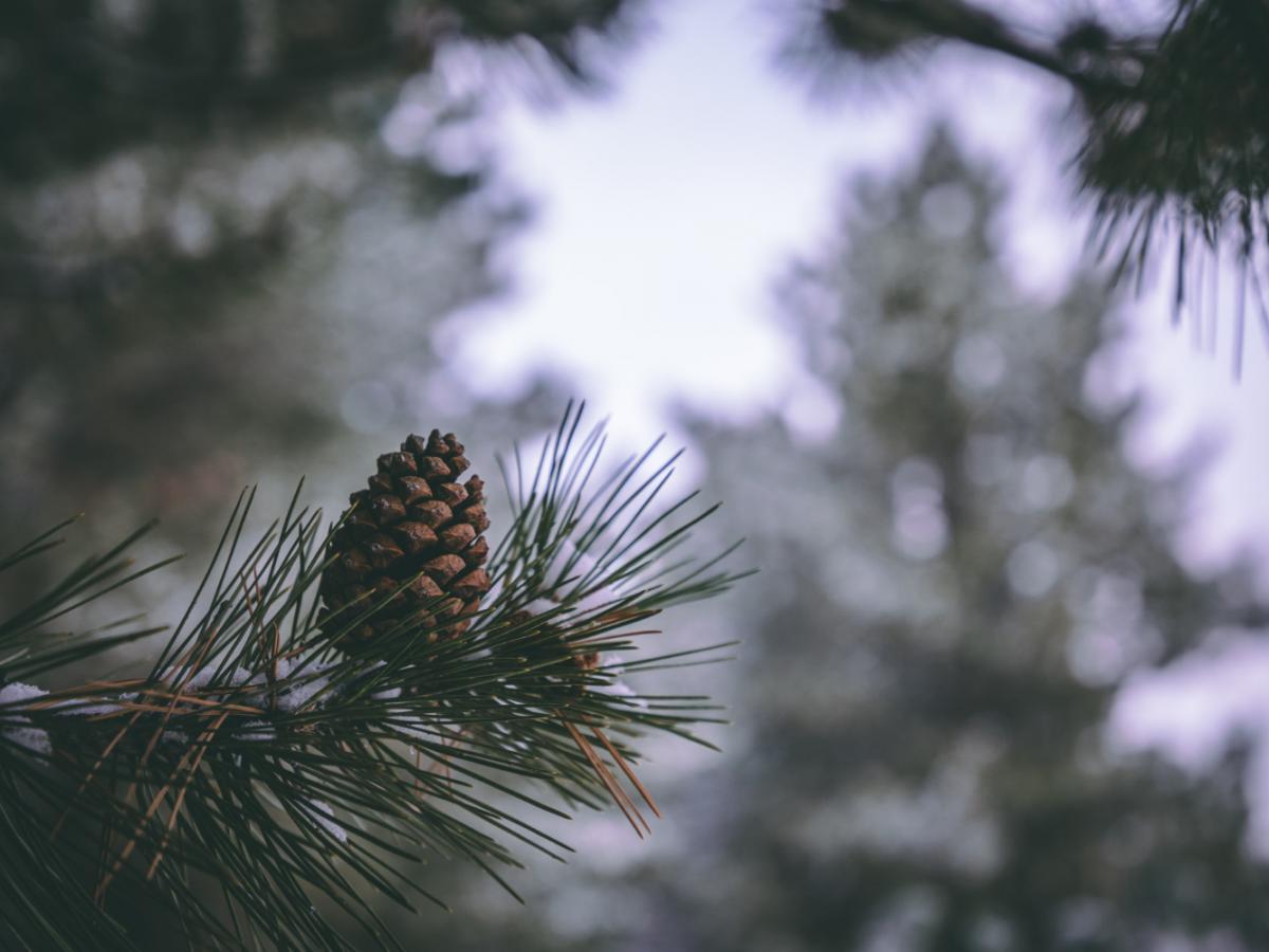 Загрязнение воздуха в Мурманске выявили по пыльце ели мурманские учёные