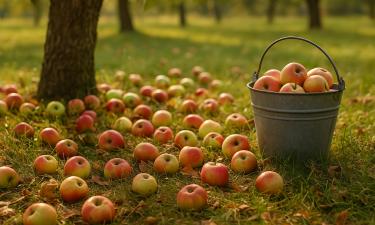 Не просто гниль — природный эликсир: 5 хитрых способов превратить упавшие яблоки в пользу
