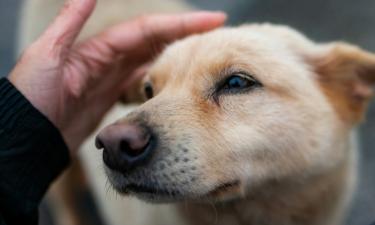 Зона риска ближе, чем кажется: у этих пород собак рак костей выявляют особенно часто
