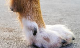 Самый опасный окрас собаки