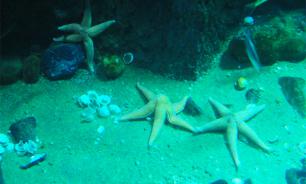 В Чукотском море нашли  "тропические сады"