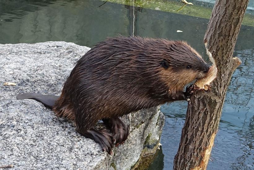Бобр валит дерево