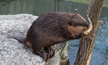 Бобр предупредил о границе территории ударом хвоста — зоологи