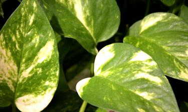 Потос легко выносит тень и засуху — но одна ошибка уничтожает его зелёную силу