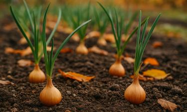 Морозостойкий лук растёт всю зиму при посадке в декабре — Gardening Know How