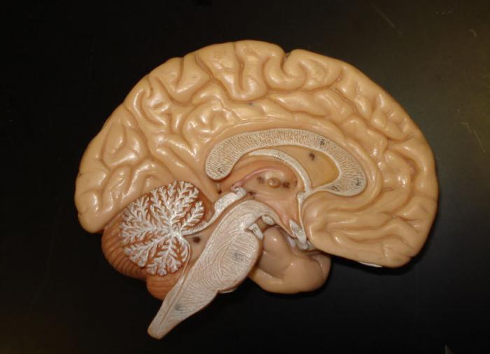 Science Advances: учёные обнаружили вещество, улучшающее память