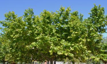 Лиственница удерживает почву и укрепляет склон возле дома