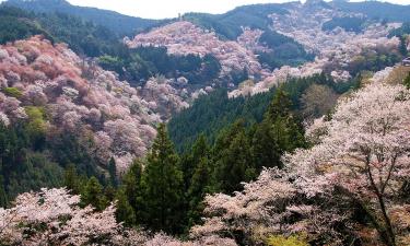 Бум туризма в Японию: россияне едут любоваться сакурой