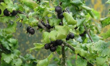 Созревание йошты в Черноземье начинается в конце июня