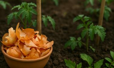 Луковая шелуха подходит как удобрение для комнатных цветов — садовод Никонорова