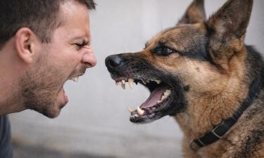 Рычание человека вызывает у собак страх и агрессию — кинолог Владимир Голубев