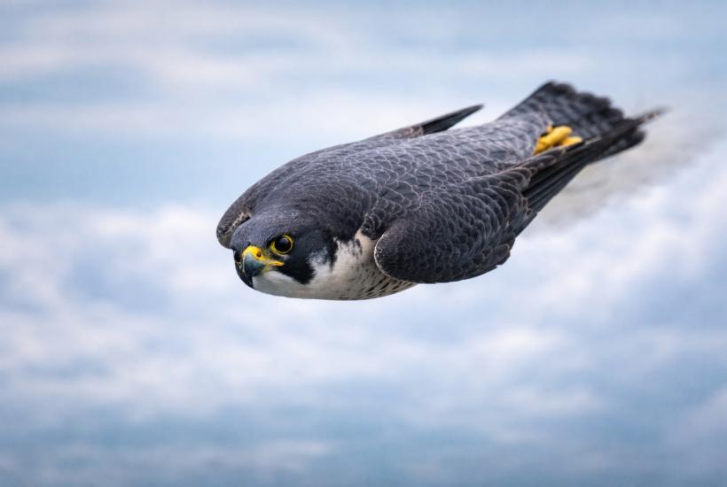 Птица сапсан