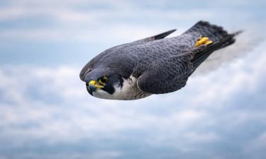 Сапсан развивает скорость до 300 км в час во время охоты