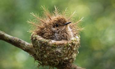 Птенец колибри отпугивает осу с помощью мимикрии — Earth.com