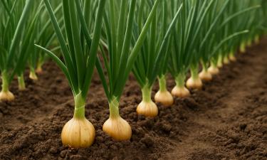 Лук, который удивит вас вкусом: секреты выращивания зимнего лука, изменяющие урожай