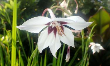 Ацидантера лучше растёт в рыхлом питательном грунте