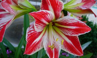 Амариллис ускорил рост после посадки в ноябре — Mein schöner Garten