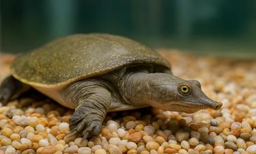 В Йосемити вернулась черепаха после 20 лет исчезновения — Science&Vie