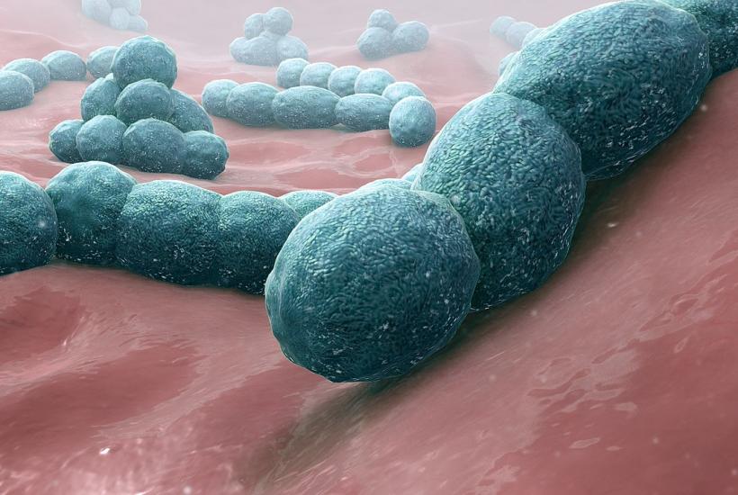 Выявлены бактерии микрофлоры