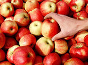 Пока хозяин в Ираке, в ЕС гниют яблоки