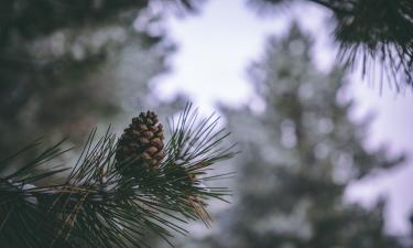 Тайны природы: с какими духами мы действительно разговариваем