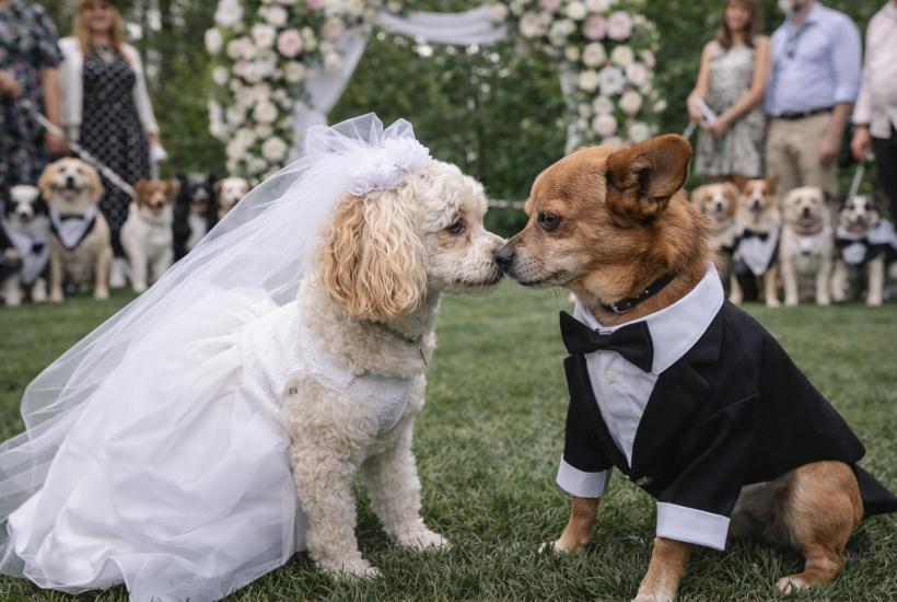 Свадебная церемония у собак