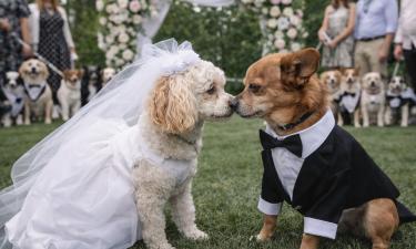 Свадьбы для животных начали проводить ради благотворительности