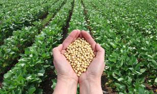 Рис и пшено становятся дешевле, гречка дорожает