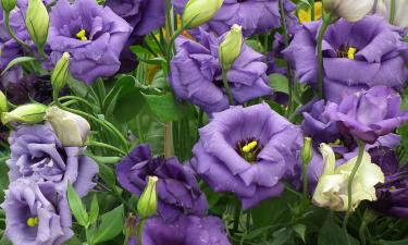 Эустоме требуется 5–7 месяцев от всходов до цветения