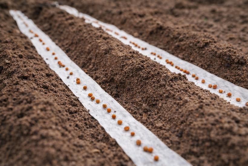 Семена на бумажной ленте