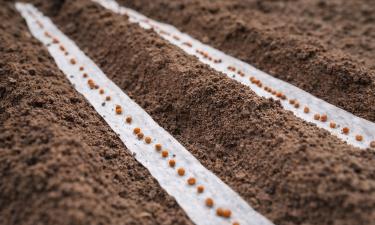 Посадка моркови упрощается с помощью бумажных лент — биолог Екатерина Баранова