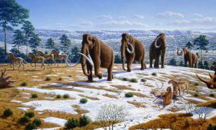 Nature: учёные раскрыли новые секреты с помощью бивней самца шерстистого мамонта