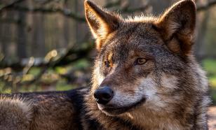 Поддержание популяции волков нужно для экологического равновесия