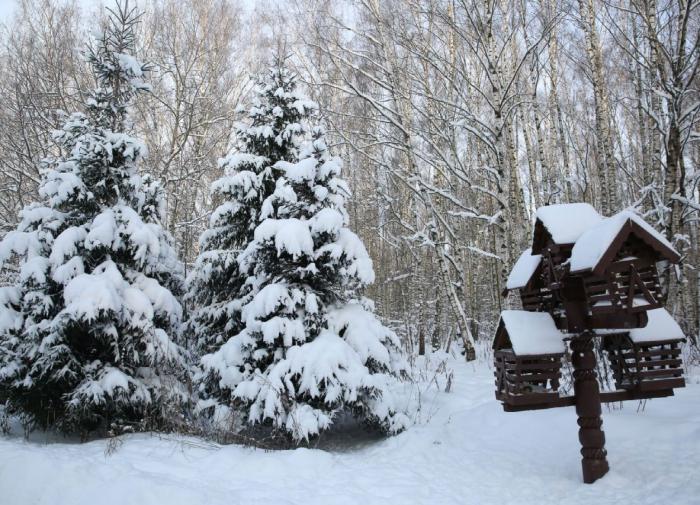 Эксперты рассказали о последствиях морозов для животных и растений Москвы